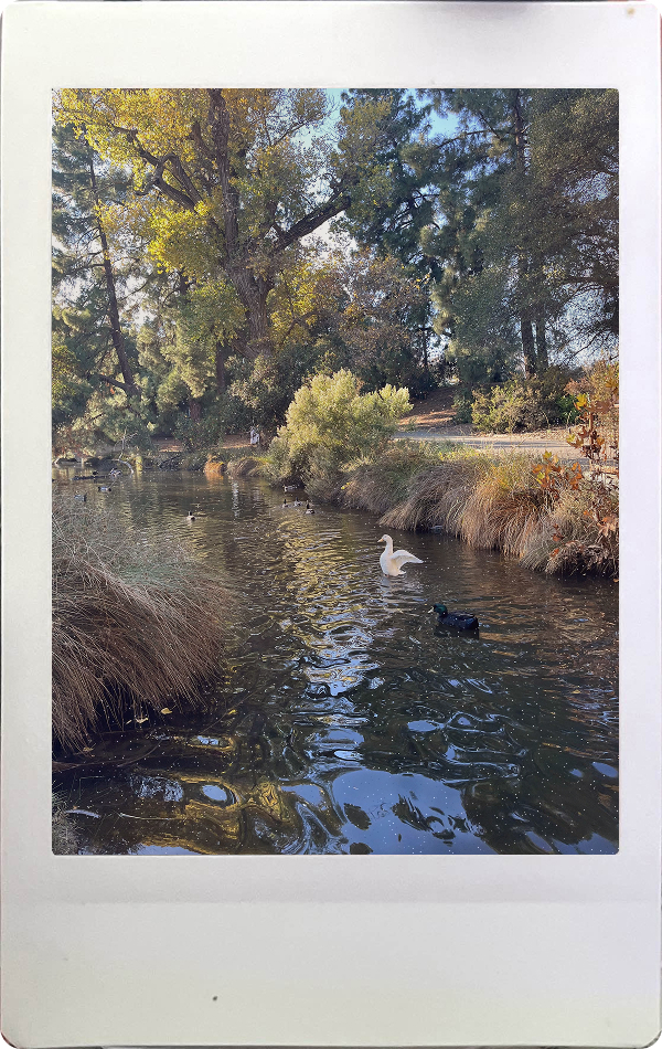 A polaroid photo picturing a river surrounded by trees focusing on a black duck and a white duck.