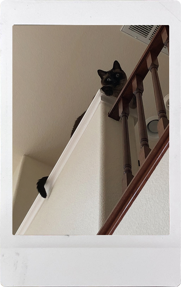 A lower perspective of a cat lounging on a high ledge.