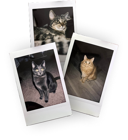 Three overlapping Polaroid photos picturing a grey cat, an orange cat, and a brown striped cat.